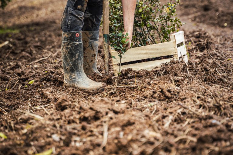 Forêts bien gérées, industries fortes : le bois européen à la hauteur de ses ambitions