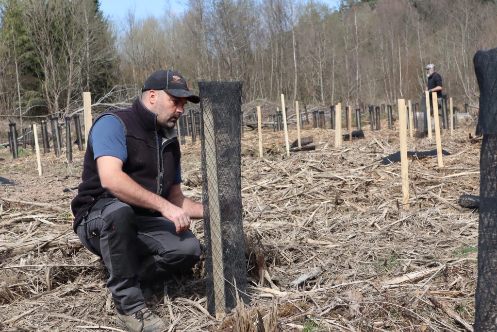 Protection des jeunes plants d'arbres