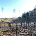 jeunes plantations