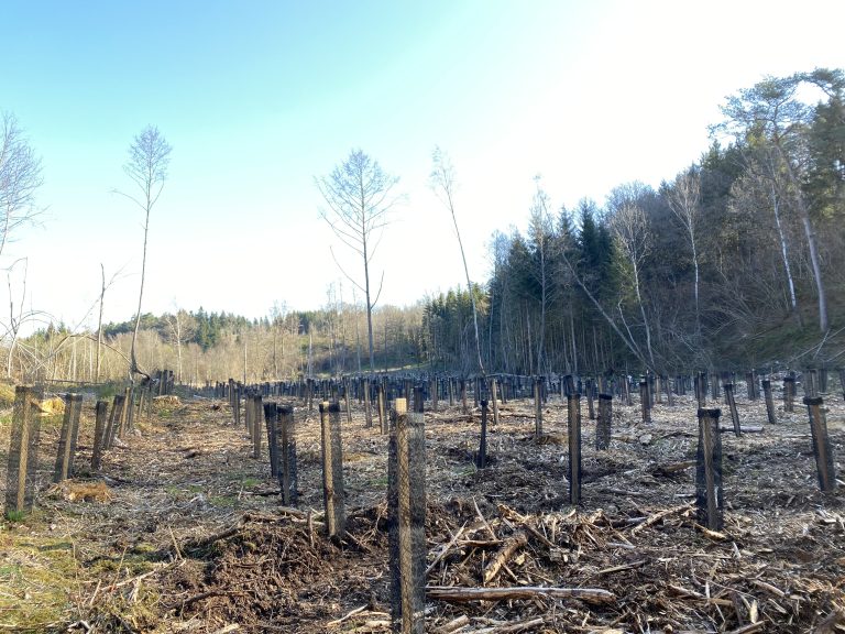 jeunes plantations