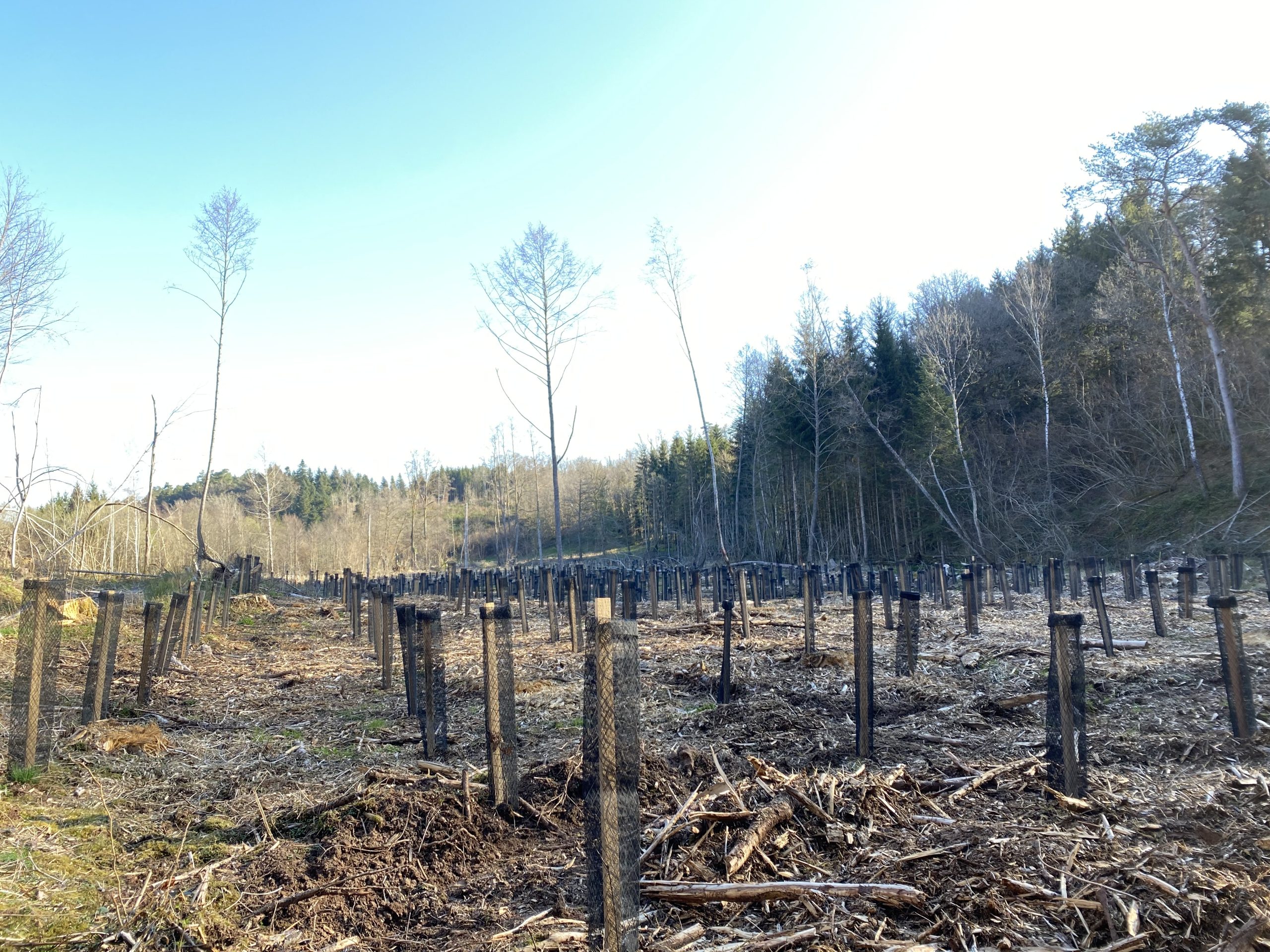 jeunes plantations
