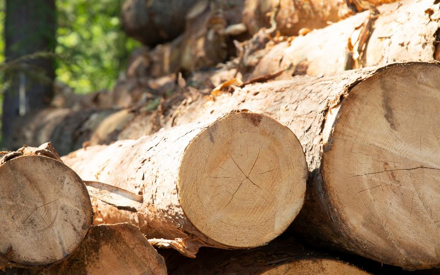 Grumes de bois coupées