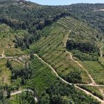 Forêt à reboiser